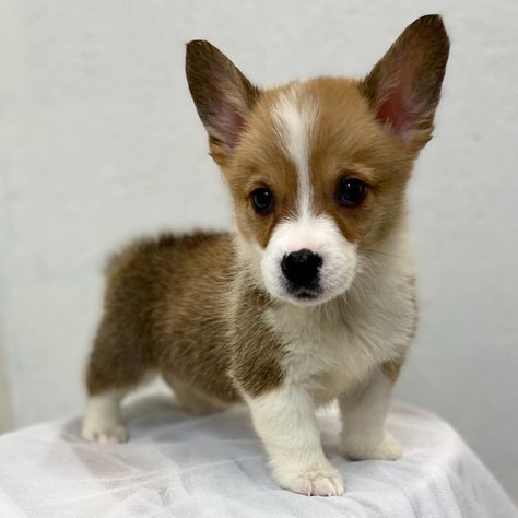 Dulce, a Sable Male Pembroke Welsh Corgi Puppy 700402 | PuppySpot Corgis Puppies, Corgi Welsh Pembroke, Corgi Puppies For Sale, Corgi Sploot, Cardigan Welsh Corgi Puppies, Corgi Sitting, Short Dog, Pembroke Welsh Corgi Puppies, Corgi Puppies