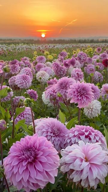 FAM Flower Farm on Instagram: "Dahlia’s, dahlias, never enough dahlias 🌸💖🌸💪" Dahlia Flower Background, Dalias Flowers, Dahlia Flower Aesthetic, Dahlia Flower Wallpaper, Dahlia Aesthetic, Daliah Flower, Delilah Flower, Dahlia Wallpaper, Dalia Flower