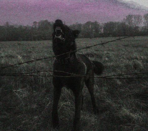 https://killed-by-overthinking.tumblr.com/post/654247478989864960 Creepy Dog Aesthetic, Grunge Dog Aesthetic, Belgian Malinois Scary, Belgian Malinois Aesthetic, Feral Aesthetic, Scary Dog Aesthetic, Creepy Dog, Rabid Dog, Scary Dog