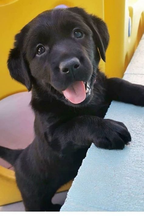 Black Golden Retriever, Training Strategy, Black Lab Puppy, Perros Golden Retriever, Black Labrador Puppy, Labrador Noir, Cute Fluffy Dogs, Cute Teacup Puppies