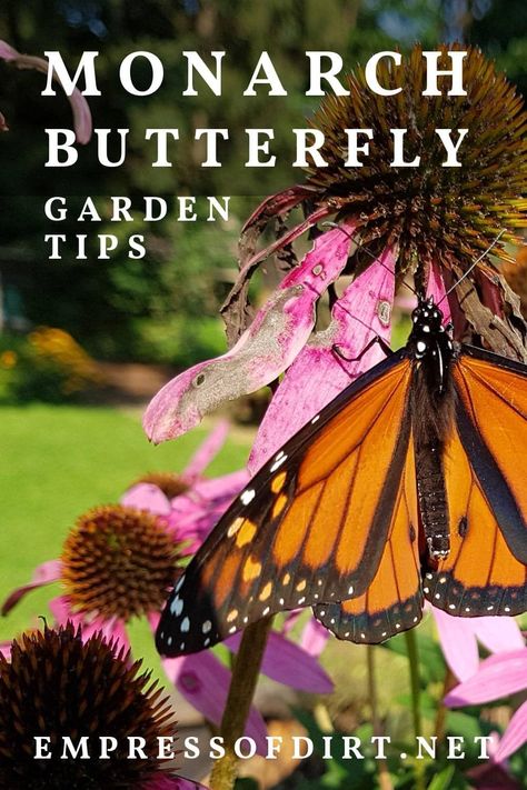 If you live where monarch butterflies breed, growing native milkweed is the first step. Find out what else you can do as a gardener to support the entire lifecycle of these astonishing creatures. Planting Milkweed, Monarch Waystation, Monarch Butterfly Garden, Butterfly Garden Plants, Monarch Caterpillar, The Incredible Journey, Blue Bayou, Backyard Greenhouse, Monarch Butterflies