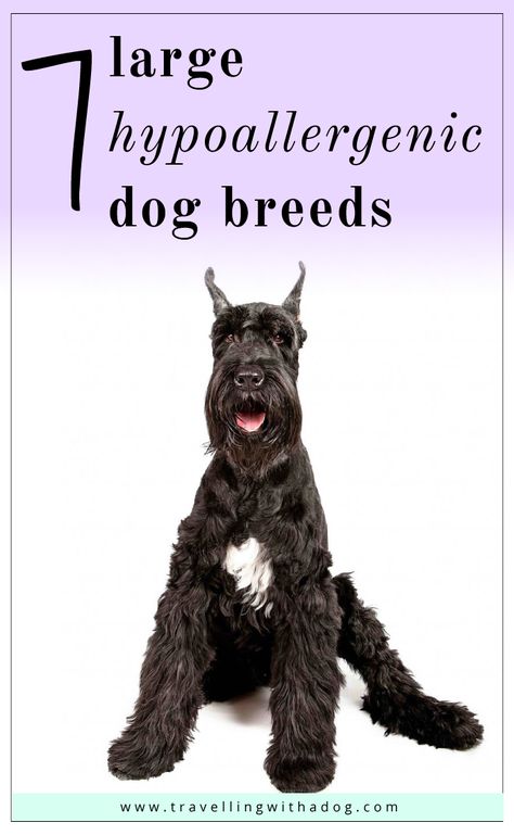 7 large hypoallergenic dogs -- both shedding and non-shedding -- for people who suffer from allergies. #hypoallergenic #largedogs #dogbreed Hyperallergic Dogs, No Shed Dog Breeds, Large Breed Dogs, Dogs Breeds Large, Low Shedding Dog Breeds, Big Hypoallergenic Dogs, Lap Dog Breeds, Non Shedding Dog Breeds, Longest Living Dog Breeds