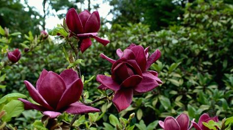 Magnolia Genie, Magnolia Tree Landscaping, Purple Magnolia, Tulip Magnolia, Acidic Soil, Plant Zones, Red Bud, Red Blossoms, Fragrant Plant