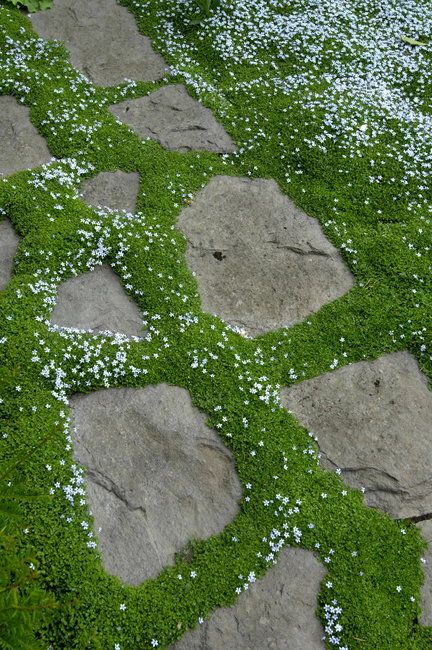 Blue star creeper is a tough ground cover that's an excellent choice for a parking strip. - look into blue star creeper Blue Star Creeper, Redesign Ideas, Garden Walkway, Moss Garden, Ground Cover Plants, The Secret Garden, Garden Pathway, Rustic Gardens, Ground Cover