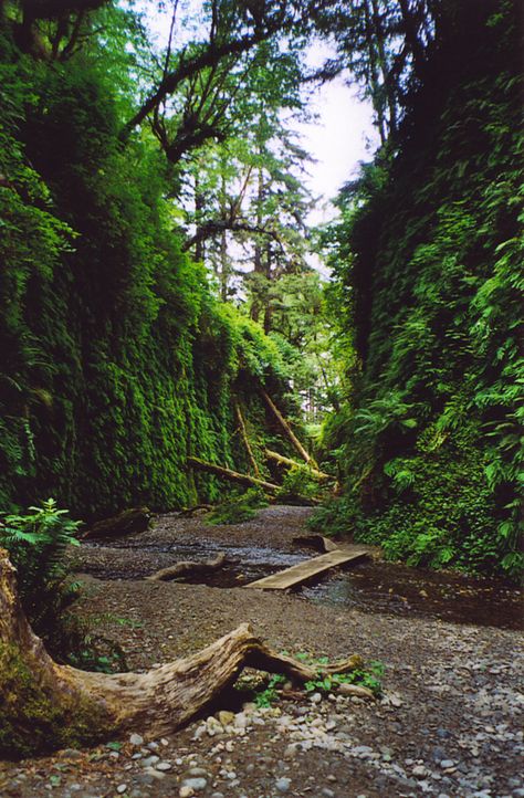 Prairie Creek Redwoods State Park, Redwoods California, Humboldt County California, Fern Canyon, Humboldt County, California Dreamin', California Dreaming, California Travel, California Usa