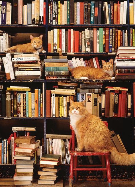 Bookstore Cats, Cats Sitting, Cat Jigsaw Puzzle, Cat Puzzle, Cobble Hill, Two Cats, Cat Cafe, Cat Books, Ginger Cats