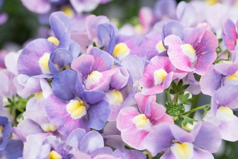 Autumn Wedding Flowers October, Nemesia Flowers, Crocus Bulbs, Balcony Plants, Garden Landscape Design, Flower Quotes, Garden Care, Planting Bulbs, Garden Trees