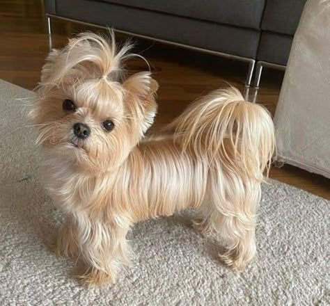 Yorkie Puppy Care, Yorkshire Terrier Grooming, Yorkie Grooming, Yorkie Haircut, Yorkie Cuts, Yorkie Hairstyles, Pampered Dogs, Dog Haircut, Puppy Haircut