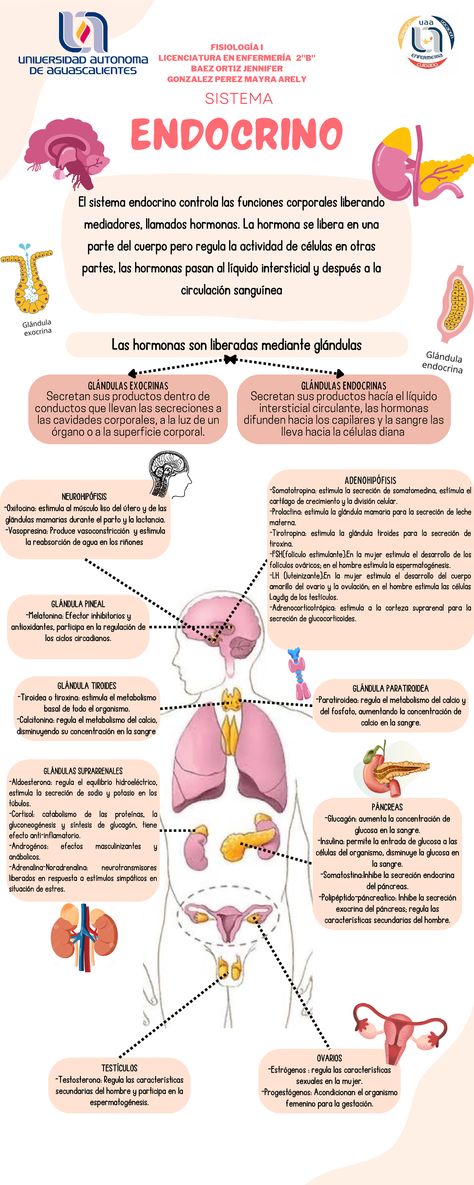 Cuestionario merged - Infografías descriptivas del Sistema urinario, respiratorio, endocrino - Studocu Medical Artwork, Studying Medicine, Mental Map, Medicine Notes, Vet Medicine, Biology Lessons, Medicine Student, Medical School Inspiration, Nursing Notes