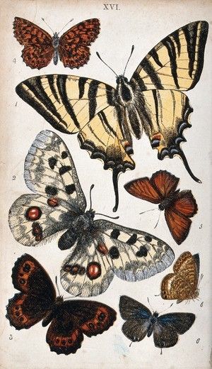 British Butterflies, Igcse Art, Wellcome Collection, Moth Art, Butterfly Fairy, Butterfly Drawing, Old Images, Fairy Wings, Vintage Butterfly