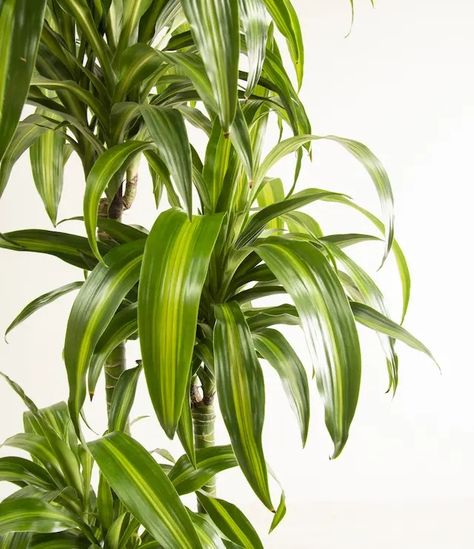 How to Care for Dracaena Deremensis (Hawaiian Sunshine) | easyplant Light Water, Ceramic Pots, Self Watering, Plant Care, Indoor Plants, Soil, Plants, Water