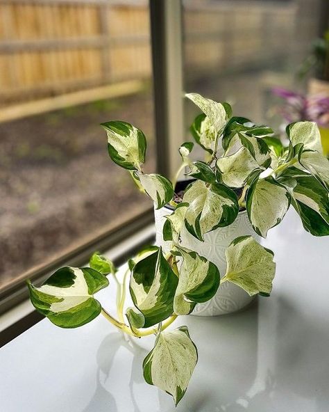 Pothos Manjula, Snow Queen Pothos, Pothos Varieties, Manjula Pothos, Pothos Care, Pothos Plant Care, Plant Wishlist, Things To Do Alone, Pothos Plant