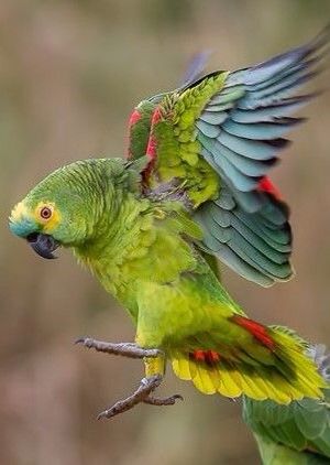 Amazon Parrots, Amazon Parrot, Funny Parrots, Welcome To My Youtube Channel, Australian Birds, Parakeets, Bird Pictures, Exotic Birds, Tropical Birds