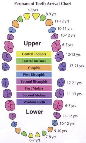 Permanent Teeth Eruption Chart Teeth Eruption Chart, Types Of Teeth, Teeth Chart, Teeth Eruption, Dental Assistant Study, Dental Hygiene Student, Tooth Chart, Kedokteran Gigi, Dental Hygiene School