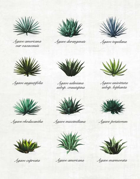 Agave y mezcal: conozca las 12 variedades de agave Mesquite Tree, California Garden, Plant Tattoo, Blue Agave, Agave Plant, Agaves, Cactus Garden, Succulents Garden, Drought Tolerant