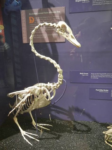 Swan Skeleton, Animal Skeletons, Childhood Movies, White Swan, Taxidermy, Natural History, Pretty Pictures, Anatomy, Skeleton