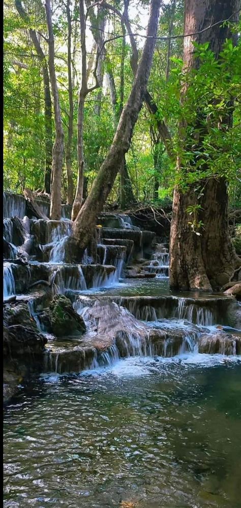 Sinharaja🌳 Rainforest  SRI LANKA ❤️ Africa Rainforest, Indian Rainforest, Sinharaja Rain Forest, Rainforest Aesthetic, Biome Project, Australian Rainforest, Biomes Project, Rainforest Photography, Hoh Rainforest