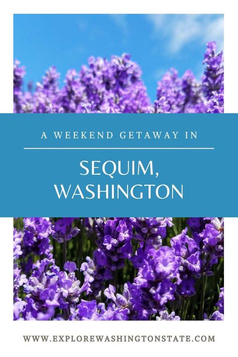 Washington Adventures, Sequim Washington, Lavender Festival, Pacific Coast Road Trip, Traveling Ideas, Discovery Bay, Washington State Travel, Washington Hikes, Washington Travel