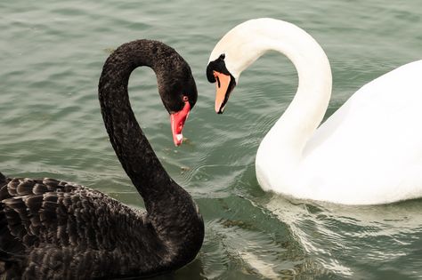 https://flic.kr/p/mSoTnF | Swan Lake in Love | Black and white swan in love. (Isar, Bavarian, Germany) Black Swan Animal, Black And White Swan, Swan Animal, Black Swans, Swan Love, Love Black And White, Mute Swan, Swans Art, Swan Queen