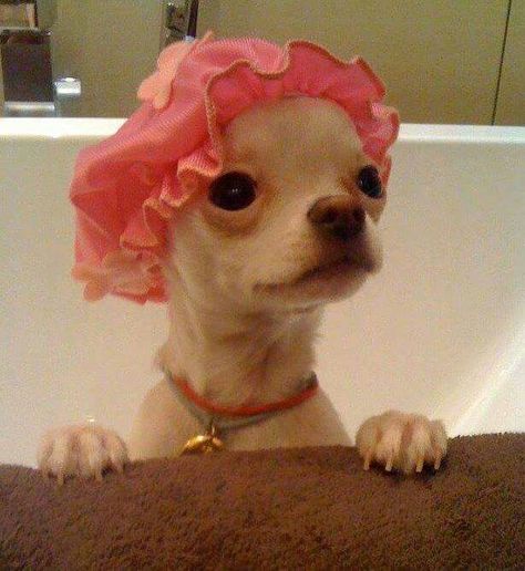 Hora do banho Small Dog, Chihuahua, Bath, Pink