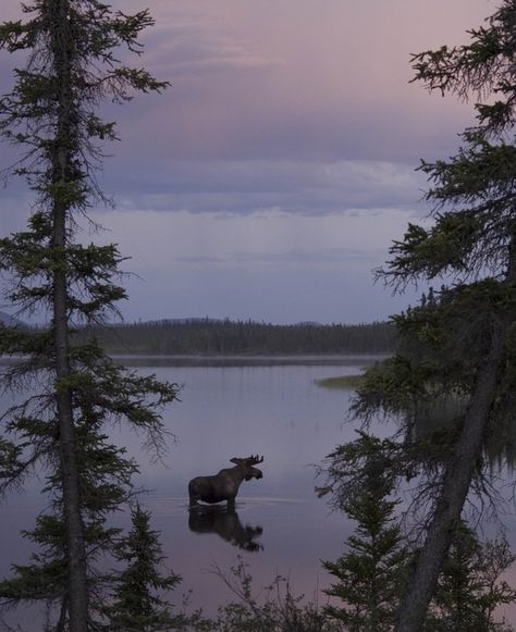 Bull moose standing in the water. Dawn and dusk are excellent times for spotting moose along the Northern Highways. Moose Aesthetic, Xmas Scenes, Maine Postcard, Moose Pictures, Bull Moose, Water Aesthetic, Dawn And Dusk, Lovely Things, Pretty Places