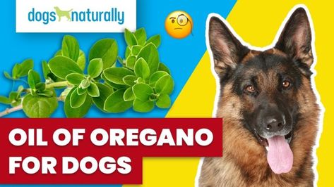 Lavender Oil Benefits, Oil Of Oregano, Probiotics For Dogs, Coconut Oil For Dogs, Tick Repellent, Apple Cider Benefits, Oregano Oil, Oils For Dogs, Benefits Of Coconut Oil