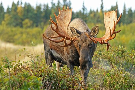 Huge Non-typical Bull Moose - I Miss Him | Just ran across t… | Flickr Moose Pictures, Moose Hunting, Alaska Wildlife, North American Wildlife, Bull Moose, Wildlife Prints, Glossy Print, Wildlife Nature, Rocky Mountain National Park