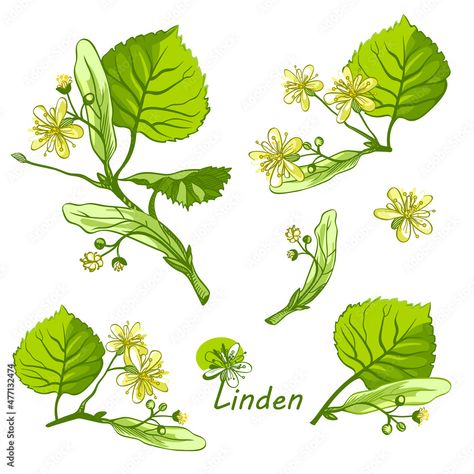 Linden Flower Tattoo, Linden Tree Tattoo, Wild Foraging, Female Tattoos, Linden Tree, Tree Drawing, Tree Tattoo, Get A Tattoo, Embroidery Flowers