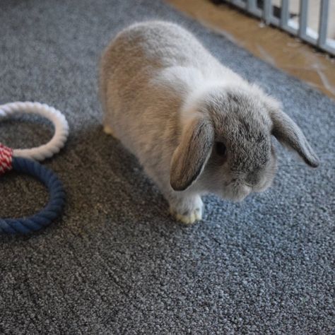 Bunny Bedding For Cage, Best Indoor Rabbit Setup, Rabbits House Indoor, Rabbit Proofing House, Rabbit Bedding For Cage, Diy Bunny Run, Rabbit Cage Indoor Ideas, Rabbit Flooring Ideas, Bunny Flooring