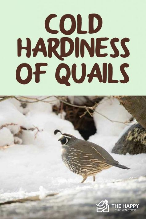 Winter Quail Coop, Quail Breeding, Homestead Inspiration, Gentle Living, Rabbit Water Bottle, Animal Farming, Quail Coop, Farming Ideas, Backyard Animals