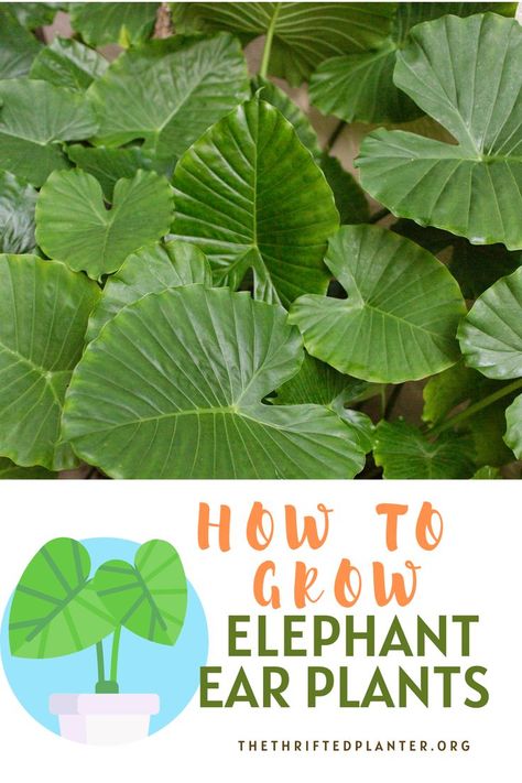 Elephant Ear Plants Elephant Ears Garden, Elephant Ear Plants, Elephant Plant, Elephant Ear Plant, Benefits Of Gardening, Small Yards, Backyard Landscaping Ideas, Elephant Ears, Small Yard