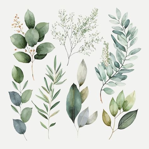 Vector watercolor floral illustration se... | Premium Vector #Freepik #vector #eucalyptus-background #watercolor-leaves #watercolor-branch #eucalyptus-leaves Eucalyptus Clipart, Leaves Watercolor Background, Eucalyptus Branch Drawing, Watercolour Eucalyptus Leaves, Eucalyptus Wreath Graphic, Whimsical Art Journal, Leaves Illustration, Leaf Images, Leaf Drawing