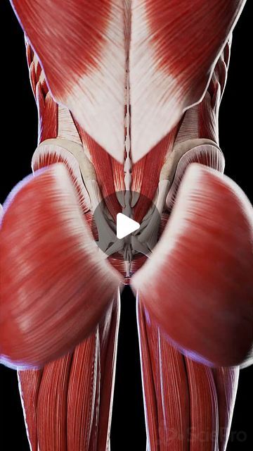 SciePro on Instagram: "🍑 Power Your Movement: Explore the Buttocks Muscles 🍑 

Dive into the anatomy of the buttocks, a powerhouse of muscle groups including the gluteus maximus, medius, and minimus. 

Learn how these muscles not only shape your body but also play crucial roles in movement, stability, and strength. Discover exercises to strengthen these key muscles and enhance your physical performance.

Ideal for fitness enthusiasts and anyone interested in body mechanics. 

#ButtocksAnatomy #GluteStrength #FitnessEducation #SciePro #science #med #meded #3d #animation #pt #physio #physiotherapy #workout #muscle #anatomy #medstudent #vray #animation" Core Muscles Anatomy, Hip Muscles Anatomy, Gluteus Maximus, Muscle Movement, Body Mechanics, Workout Muscle, Muscle Anatomy, Hip Muscles, Bones And Muscles