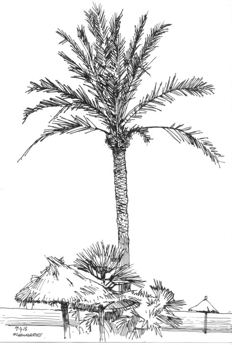 Palm Sketch, Island Sketch, Realistic Palm Tree Drawing, Palm Tree Drawing Sketches, Sketch Palm Tree, Line Drawing Palm Tree, Palm Tree Ink Drawing, Palm Tree Architecture Drawing, Palm Tree Illustration Simple