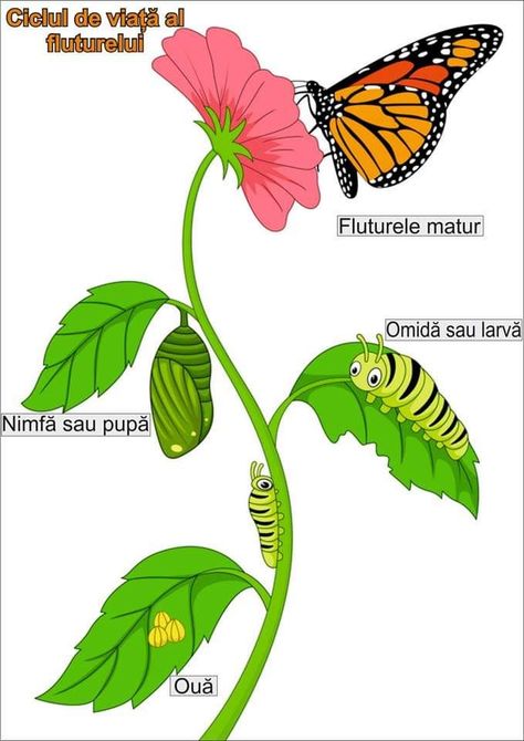 Monarch Butterfly Life Cycle, Butterfly Life Cycle Craft, Butterfly Lessons, Insect Life Cycle, Life Cycle Of A Butterfly, Cycle Of A Butterfly, Hungry Caterpillar Activities, Life Cycle Craft, Cat Eyeglasses