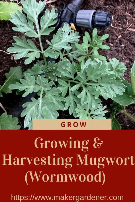 How to grow and harvest mugwort (wormwood) from seed to harvest. #mugwort Wormwood Plant, Mugwort Herb, Herbal Medicine Cabinet, Growing Vegetables At Home, Artemisia Absinthium, Medicine Garden, Herbal Tea Garden, Medicinal Herbs Garden, Medicinal Tea