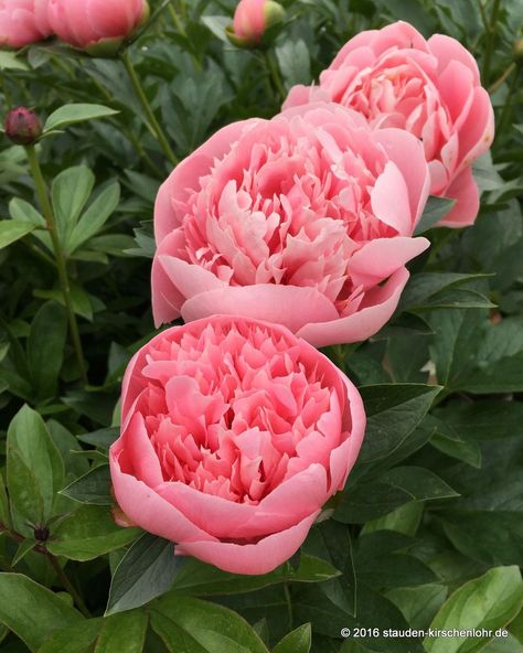 Peony 'Etched Salmon'  Stuffed, lovely, delicate, salmon pink flowers. Perfectly shaped flowers in open rose form on strong stems. Fragrance.    Location: sunny  Bloom: April May  Height:85-90 cm Etched Salmon Peony, Salmon Stuffed, Open Rose, April May, Crystal Bowls, Salmon Pink, Etching, Front Yard, Peonies