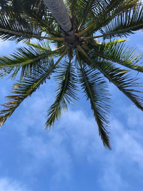 Palm trees seem to always bring a sense of relaxation and peacefulness, this picture takes me to the beach immediately! Sarasota, Florida #palmtree #palm #florida #sky #floridasky #sarasota #southflorida #westflorida Sarasota Florida Beach, Sarasota Florida, Florida Beaches, Sarasota, South Florida, Palm Tree, Palm Trees, Relaxation, Vision Board