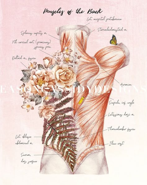 Chiropractic Poster Floral Anatomy Watercolor Muscular System - Etsy | Massage therapy rooms, Massage art, Massage therapy business Massage Wallpaper, Home Massage Room, Massage Art, Floral Anatomy, Massage Therapy Quotes, Massage Room Design, Hata Yoga, Massage Room Decor, Massage Therapy Rooms