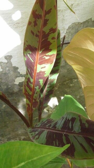 Tipo de BANANEIRA ORNAMENTAL LINDA! Plant Leaves, Plants