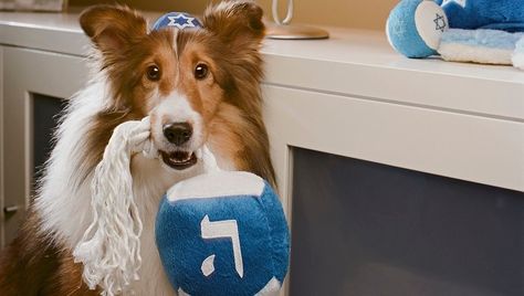 These pups are going all out for the holiday. They're ready for eight nights of fun and family, and hopefully some kosher treats.. How cute are these Hanukkah dogs?! Hanukkah Pictures, Hanukkah Dog, Dog Party, Picture Credit, Pet Parent, Four Legged, Dog Pictures, Dog Training, Hanukkah