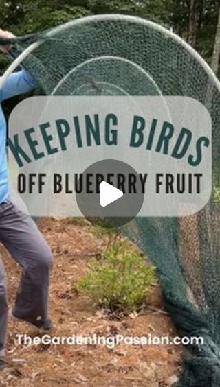 Gardener | Lola Sunshine on Instagram: "Blueberries are worth it! This is how we keep birds off our blueberry bushes using a net. This is our 3rd season using this net, and we’ve had great success with it.  Need a net for your berries? Find the one I use in my Amazon storefront!  Have a gardening question? Ask away! I’ve been gardening for 23 years - hang around to dork out with me on gardening, gardening tips, garden crafts, and gardening tours!  #thegardeningpassion #gardening #Growyourown #blueberry #bluberries #backyardgarden  #pollinators #flowers As an Amazon Associate I earn from qualifying purchases." Protect Blueberry Bushes From Birds, Berry Garden, Bird Netting, Garden Netting, Berry Plants, Berry Bushes, Blueberry Fruit, Blueberry Bushes, Veggie Food