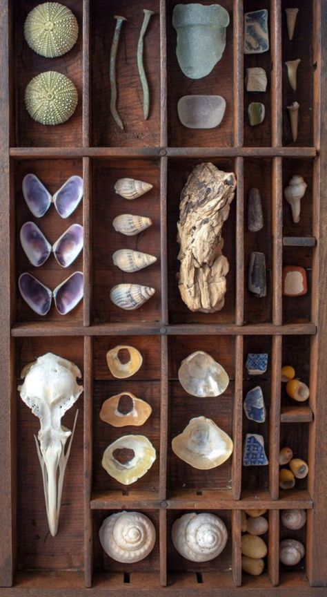 Cabinet Of Curiosity, Repurposed Art, Curiosity Cabinet, Deco Nature, Sea Urchins, Printers Tray, Art Assemblage, Shadow Box Art, Found Object Art