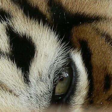 Welcome To My World, A Tiger, Golden Girl, Arte Fantasy, Jolie Photo, My World, Big Cats, The Eye, Tiger Eye