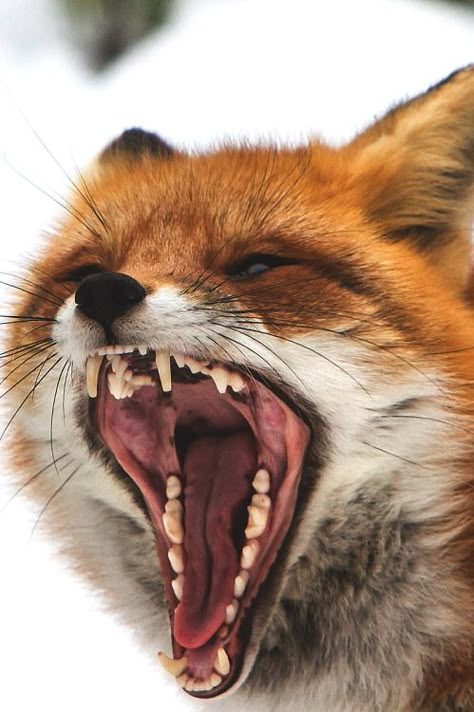 Fox With Mouth Open, Fox Mouth Open, Angry Animals, Fox Images, Animal Study, Pet Fox, Cat Air, Majestic Animals, Big Mouth