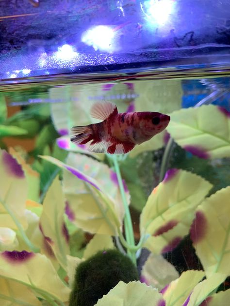 Female Betta, Koi Betta, Beta Fish, Betta Fish, Koi, Fish Pet, Fish, Quick Saves