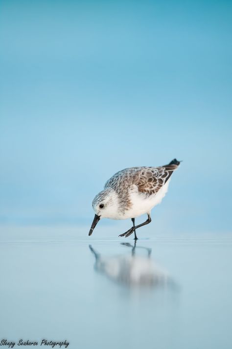 Bird Photography, Beach Photography, Sanderling, Florida Birds, Nature Print, Coastal Decor, Wildlife Photo, Tropical Wall Art, Beach Decor by SleepySeahorsePhoto on Etsy Piper Bird, Shore Bird Art, Sandpiper Bird, Florida Trips, Florida Birds, Beach Birds, Coastal Birds, Florida Photography, Birds Nature