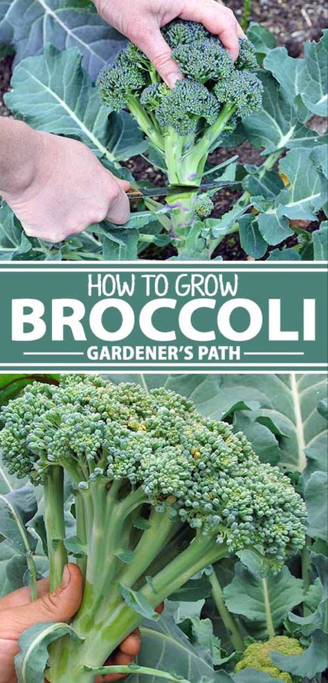 Would you like to grow broccoli, but aren’t sure how? Read on for the best instructions for cultivating this nutritious cool weather crop in your garden. See if a spring or fall planting suits your climate and learn the secrets to getting several harvests from one plant. It’s all right here, on Gardener’s Path. #foodgarden #growingfood #veggiegardening #vegetablegarden #gardenerspath How To Grow Broccoli, Grow Broccoli, Growing Broccoli, Fall Planting, Fall Vegetables, Fall Garden Vegetables, Organic Vegetable Garden, Meteor Garden 2018, Garden Veggies