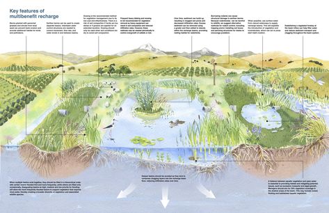 Watercolor diagram showing a recharge basin and it's benefits. Source: Point Blue http://pointblue.wpenginepowered.com/wp-content/uploads/2020/10/Groundwater-recharge-guidelines-checklist_07-spreads.pdf Landscape Architecture Section, Urban Design Concept, Architecture Design Sketch, Architecture Building Design, Landscape Concept, Architectural Section, Architecture Drawing Art, Dog Illustration, Sea And Ocean