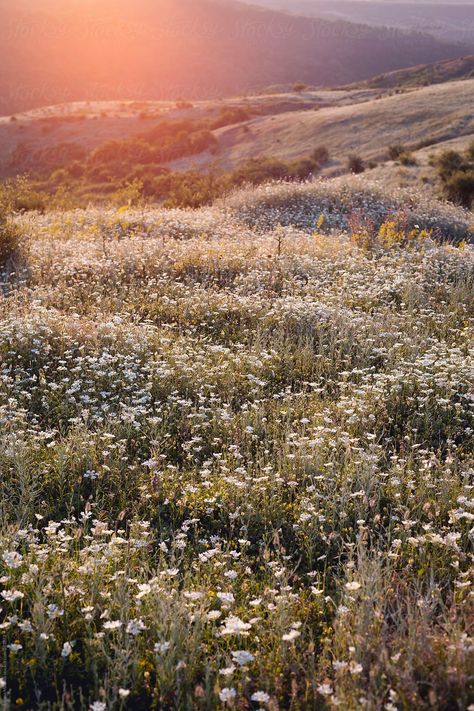 Flower field at sunset in Serbia Flower Field Aesthetic, Field Aesthetic, Wallpaper Estetika, Field Wallpaper, 背景 シンプル, Spring Aesthetic, Alam Yang Indah, Garden Cottage, Nature Aesthetic